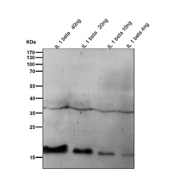 Western blot testing of recombinant human partial IL1 beta protein with IL1B antibody.
