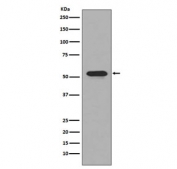 CD4 Antibody for WB. Western blot analysis of CD4 antibody in human THP-1 cell lysate. Lane 1: THP-1 cell lysate. A band is detected at approximately 50-55 kDa, consistent with the predicted molecular weight of CD4, with migration reflecting the glycosylated form of this membrane-associated receptor and supporting detection of membrane protein-associated CD4.