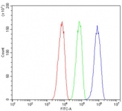 Flow cytometry testing of human SiHa cells with BCL9L antibody at 1ug/million cells (blocked with goat sera); Red=cells alone, Green=isotype control, Blue= BCL9L antibody.