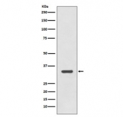 HLA-DRA Antibody for WB testing of human Raji cell lysate by western blot. Recombinant rabbit monoclonal HLA-DRA antibody (clone FGI-8) detects a band at approximately 34 kDa, consistent with the predicted molecular weight of Human leukocyte antigen DR alpha / HLA-DRA, the HLA-DR alpha chain of the MHC class II antigen presentation complex.