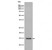 Yeast Histone H2B Antibody / Chromatin Structure Antibody (clone DEH-8) for WB. Western blot analysis of Histone H2B in Saccharomyces cerevisiae lysate using Yeast Histone H2B Antibody / Chromatin Structure Antibody. A band is detected at the predicted molecular weight corresponding to Histone H2B, consistent with nuclear chromatin-associated histone expression and nucleosome core protein structure in yeast cells.