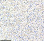 Myelin Basic Protein Antibody in Mouse Brain IHC. Immunohistochemistry staining of FFPE mouse brain tissue with Myelin Basic Protein Antibody / MBP [clone IIE-13]. HIER was performed in EDTA buffer, pH 8.0, followed by blocking with 10% goat serum. The antibody was used at 1:50 overnight at 4oC, followed by a peroxidase-conjugated goat anti-rabbit IgG secondary antibody and DAB detection. This Myelin Basic Protein Antibody demonstrates MBP localization in mouse brain tissue.