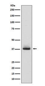 CD235a Antibody in Human Fetal Liver WB. Western blot testing of CD235a Antibody ADOG-7 / Erythroid Marker Antibody in human fetal liver lysate. A strong, discrete band is observed at approximately 38 kDa. Glycophorin A has a calculated polypeptide molecular weight of approximately 16.3 kDa but migrates at a substantially higher apparent molecular weight due to its extensive glycosylation. This CD235a Antibody demonstrates detection of the mature GYPA glycoprotein in human fetal liver.