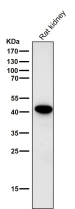 CD235a Antibody in Rat Kidney WB. Western blot testing of CD235a Antibody ADOG-7 / Erythroid Marker Antibody in rat kidney lysate. The antibody was used at a 1:1,000 dilution for 1 hour at RT. A strong, discrete band is observed at approximately 40-42 kDa, with minimal additional background. The observed band indicates recognition of a glycophorin A-related protein in the tested rat kidney lysate.