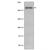Fibronectin Antibody HepG2 Cell WB. Western blot testing of human HepG2 cell lysate with Fibronectin antibody. Predicted molecular weight ~220 kDa (monomer) but may be observed at a higher molecular weight due to glycosylation.