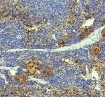 PF4 Antibody Mouse Spleen Germinal Center IHC. Immunohistochemistry staining of FFPE mouse spleen tissue with PF4 Antibody at 1:50 dilution. HIER was performed using pH 8 EDTA buffer, followed by blocking with 10% goat serum. The tissue section was incubated with rabbit anti-PF4 antibody overnight at 4Â°C, followed by HRP-conjugated goat anti-rabbit IgG secondary antibody and DAB chromogen detection. PF4 Antibody / Platelet Activation Marker Antibody demonstrates staining of platelet-associated regions consistent with Platelet Factor 4 expression and supports studies of platelet activation, alpha granule release and immune signaling pathways.