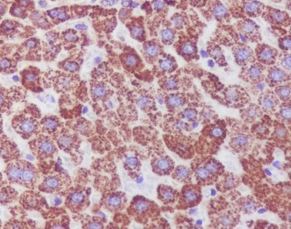 Catalase Antibody / Peroxisomal Antioxidant Enzyme Rat Liver IHC. Immunohistochemical staining of paraffin-embedded rat liver tissue using Catalase Antibody / Peroxisomal Antioxidant Enzyme, clone AAGA-3. Catalase expression is detected predominantly within the cytoplasm of hepatocytes, consistent with its localization in peroxisomes and its essential role in hydrogen peroxide detoxification and protection against oxidative stress.