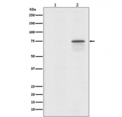 Western blot testing of human 293T cells 1) untreated and 2) treated with Okadaic Acid + Calyculin A, with phospho-Raf1 antibody. Predicted molecular weight ~73 kDa.