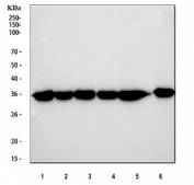 Western blot testing of 1) human HeLa, 2) human K562, 3) human MCF7, 4) human A549, 5) human PC-3 and 6) monkey COS7 cell lysate with GAPDH antibody. Predicted molecular weight ~36 kDa.