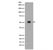 Western blot testing of lysate from human HEK293 cells treated with Calyculin A and okadaic acid, with phospho-p53 antibody (pS376). Predicted molecular weight ~53 kDa.