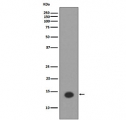 Acetyl-Histone H2A Antibody Lys9 / HIST1H2A Chromatin Accessibility Antibody (clone DEB-8) for WB. Western blot analysis of HIST1H2A / Histone H2A Lys9 acetylation (H2AK9ac) in human HeLa cell lysate treated with Trichostatin A using Acetyl-Histone H2A Antibody Lys9 / HIST1H2A Chromatin Accessibility Antibody. A band is detected at the predicted molecular weight of approximately 14 kDa corresponding to acetylated Histone H2A, consistent with increased chromatin accessibility and histone acetylation following HDAC inhibition.
