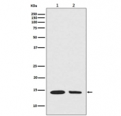 Hydroxyl-Histone H2A Antibody Tyr39 / HIST1H2A Oxidative Chromatin Signaling Antibody (clone DED-8) for WB. Western blot analysis of HIST1H2A / Histone H2A Tyr39 hydroxylation in (1) mouse NIH3T3 and (2) human A549 cell lysates using Hydroxyl-Histone H2A Antibody Tyr39 / HIST1H2A Oxidative Chromatin Signaling Antibody. A band is detected at the predicted molecular weight of approximately 14 kDa corresponding to hydroxylated Histone H2A, consistent with nuclear chromatin-associated modification linked to oxidative signaling and cellular stress response pathways.