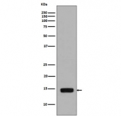 Yeast Phospho-Histone H2A Antibody pS129 / DNA Damage Response Chromatin Antibody (clone DEE-8) for WB. Western blot analysis of yeast Histone H2A Ser129 phosphorylation (H2A pS129) in lysate from Saccharomyces cerevisiae treated with methyl methanesulfonate using Yeast Phospho-Histone H2A Antibody pS129 / DNA Damage Response Chromatin Antibody. A band is detected at the predicted molecular weight of approximately 14 kDa corresponding to phosphorylated Histone H2A, consistent with activation of DNA damage response signaling and chromatin remodeling following genotoxic stress.