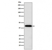 Western blot analysis of INHA Antibody for WB. Western blot testing of human HeLa cell lysate using INHA Antibody for WB (clone AEOF-9) detects a band at approximately 40 kDa, consistent with the predicted molecular weight of Inhibin alpha / INHA. The signal corresponds to the inhibin alpha precursor protein, which may migrate slightly above its calculated size due to glycosylation typical of secreted transforming growth factor beta family proteins.