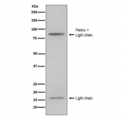 Western blot testing of human HL60 cell lysate with MPO antibody. Expected molecular weight: 59-64 kDa (alpha chain, may be observed at higher molecular weights due to glycosylation), 150+ kDa (glycosylated mature form).