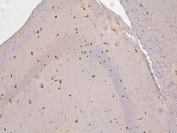 IHC staining of FFPE mouse brain with RBMS3 antibody. HIER: boil tissue sections in pH6, 10mM citrate buffer, for 20 min and allow to cool before testing.