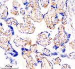 CD54 Antibody DOD-9 in Human Placenta IHC. Immunohistochemistry staining of FFPE human placenta tissue with CD54 Antibody clone DOD-9 shows prominent membranous staining of trophoblast cells lining the chorionic villi, with weaker cytoplasmic staining also visible. This Major Rhinovirus Receptor Antibody was applied at 1:50 overnight at 4oC following heat-induced epitope retrieval in EDTA buffer, pH 8.0, and blocking with 10% goat serum. HRP-based detection was performed using DAB chromogen.