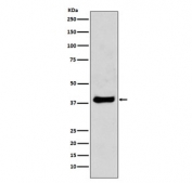 JUN Antibody WB. Western blot testing of mouse NIH3T3 cell lysate with JUN antibody. Predicted molecular weight ~36 kDa, commonly observed at 36-43 kDa.