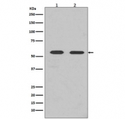 Fyn Antibody WB. Western blot testing of 1) mouse brain and 2) human HEK293 lysate with Fyn antibody. Predicted molecular weight ~59 kDa.