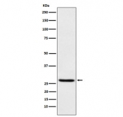 EIF4E Antibody WB. Western blot testing of human HEK293 cell lysate with EIF4E antibody. Predicted molecular weight ~27 kDa.