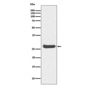 Histone H1.0 Antibody for WB. Western blot analysis of histone H1.0 expression in human kidney tissue lysate. A band is detected at approximately 25-30 kDa, compared to the predicted molecular weight of Histone H1.0 (H1F0) at approximately 20 kDa. The higher apparent molecular weight is consistent with post-translational modifications such as phosphorylation, which are known to alter electrophoretic mobility of linker histone H1 variants and are associated with chromatin stabilization in differentiated cells.