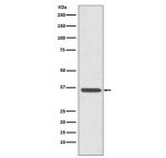 ANXA2 Antibody ABDG-1 in Human HeLa Cervical Cancer Cells WB. Western blot testing of clone ABDG-1 in human HeLa cervical cancer cell lysate. A prominent band is observed at approximately 36-38 kDa, consistent with the expected molecular weight of Annexin A2 (~39 kDa). This ANXA2 Antibody demonstrates detection of endogenous Annexin II in human cells.