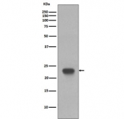 CD3 epsilon Antibody Western Blot. Analysis of CD3 Epsilon / CD3E detection in human Jurkat cell lysate using CD3 epsilon Antibody / T Cell Activation Marker Antibody. Lane 1: human Jurkat cell lysate. A band is observed at approximately 23 kDa, consistent with the predicted molecular weight of CD3 epsilon. The strong, well-defined signal supports reliable detection of this T-cell activation-associated protein in T-cell-derived lysates.