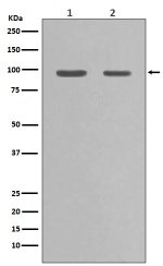 Western blot testing of 1) rat PC-12 and 2) human HeLa cell lysate with HSP90 alpha antibody. Predicted molecular weight: 86-90 kDa.