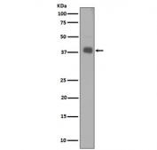 Western blot testing of human SH-SY5Y cell lysate with Synaptophysin Antibody Recombinant Rabbit MAb Clone BGB-19. Predicted molecular weight: 34-38 kDa.
