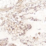 CD41 Antibody AAGH-9 Staining in Rat Pancreas by IHC. Immunohistochemistry of paraffin-embedded rat pancreas using CD41 Antibody (clone AAGH-9) at a 1:50 dilution shows relatively light, localized brown staining within the pancreatic tissue. Signal is present along portions of the tissue architecture and in scattered cellular structures, while much of the field remains lightly stained. The observed cross-species reactivity demonstrates recognition of rat ITGA2B using this ITGA2B Monoclonal Antibody.
