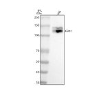 CD41 Antibody AAGH-9 Detection in HEL Human Erythroleukemia Cells by WB. Western blot analysis of human HEL erythroleukemia cell lysate using CD41 Antibody (clone AAGH-9) shows a strong, discrete band migrating at approximately 120-130 kDa. The observed signal is consistent with the expected migration range of the glycosylated CD41/ITGA2B protein, which has a predicted molecular weight of approximately 113 kDa before post-translational modification. Minimal additional reactivity is visible across the remainder of the lane, producing a relatively clean detection profile. This result demonstrates recognition of CD41 in HEL cells using this ITGA2B Monoclonal Antibody.