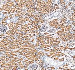 WNT4 Antibody Human Kidney IHC. Immunohistochemical analysis of FFPE human kidney tissue using WNT4 Antibody. Heat-induced epitope retrieval was performed in pH 8.0 EDTA buffer prior to incubation with the primary antibody at 2 ug/mL overnight at 4Â°C. An HRP-conjugated goat anti-rabbit secondary antibody with DAB chromogen was used for visualization. Strong cytoplasmic staining is observed throughout the renal tubular epithelium, while glomeruli exhibit comparatively weaker staining, consistent with endogenous WNT4 expression in kidney tissue. These results demonstrate that WNT4 Antibody, a Developmental Signaling Protein Antibody, specifically detects endogenous WNT4 in FFPE human tissue.