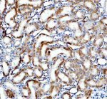 WNT4 Antibody Rat Kidney IHC. Immunohistochemical analysis of FFPE rat kidney tissue using WNT4 Antibody. Heat-induced epitope retrieval was performed in pH 8.0 EDTA buffer prior to incubation with the primary antibody at 2 ug/mL overnight at 4Â°C. An HRP-conjugated goat anti-rabbit secondary antibody with DAB chromogen was used for visualization. Moderate to strong cytoplasmic staining is observed throughout the renal tubular epithelium, with comparatively weaker staining in the glomeruli, consistent with endogenous WNT4 expression in rat kidney. These results demonstrate that WNT4 Antibody, a Developmental Signaling Protein Antibody, specifically detects endogenous WNT4 in FFPE rat tissue.