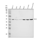 WNT4 Antibody Human, Rat and Mouse WB. Western blot analysis of WNT4 Antibody using lysates from 1) human MCF-7 cells, 2) human HeLa cells, 3) human Jurkat cells, 4) human K562 cells, 5) rat testis tissue, and 6) mouse testis tissue. Samples (30 ug/lane) were separated on a 10% SDS-PAGE gel under reducing conditions, transferred to a nitrocellulose membrane, and detected with WNT4 Antibody at 0.5 ug/mL followed by an HRP-conjugated secondary antibody and ECL detection. A specific band is observed at approximately 45-50 kDa in all samples, migrating above the predicted molecular weight of approximately 39 kDa, likely reflecting post-translational modification such as glycosylation, which is common for secreted Wnt proteins. These results demonstrate that WNT4 Antibody, a Developmental Signaling Protein Antibody, specifically detects endogenous WNT4 across human, rat, and mouse samples.