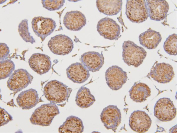 IHC staining of FFPE rat testis tissue with DAZAP1 antibody. HIER: boil tissue sections in pH6 citrate buffer for 20 min and allow to cool before testing.