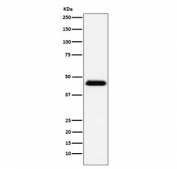 Western blot testing of human Raji cell lysate with CD48 antibody. Predicted molecular weight: 28-50 kDa depending on glycosylation level.