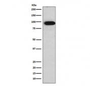 Villin Antibody for WB. Western blot analysis of Villin-1 (VIL1) using human Caco-2 cell lysate with Villin Antibody / Cytoskeletal Remodeling Protein Antibody (clone AFOA-22). Lane 1: human Caco-2 lysate. A band is detected at approximately 93 kDa, consistent with the predicted molecular weight of Villin-1 (VIL1). This signal aligns with the known high expression of Villin in differentiated intestinal epithelial cells and supports its role in dynamic actin remodeling within enterocyte cytoskeletal networks.