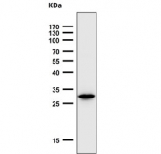 Western blot testing of mouse spleen lysate with Heme Oxygenase 1 antibody. Predicted molecular weight ~32 kDa.