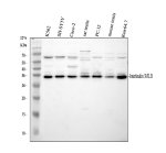 IL-31 Antibody in Human, Rat and Mouse Samples by WB. Western blot analysis using IL-31 Antibody with 30 ug of reduced lysate per lane. Lane 1: human K562 cells; lane 2: human SH-SY5Y cells; lane 3: human Caco-2 cells; lane 4: rat testis; lane 5: rat PC-12 cells; lane 6: mouse testis; lane 7: mouse RAW264.7 cells. A strong band is detected at approximately 30-35 kDa across all seven samples, compared with the calculated IL-31 molecular weight of 18.2 kDa. The higher apparent molecular weight may reflect post-translational modification and/or migration characteristics of endogenous IL-31. The result demonstrates cross-species detection with this Interleukin 31 Polyclonal Antibody.