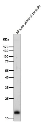 MLC2 Monoclonal Antibody FHO-13 by WB in Mouse Skeletal Muscle Western blot testing of mouse skeletal muscle lysate with MLC2 Monoclonal Antibody clone FHO-13 at a 1:5000 dilution. A prominent band is observed at approximately 19 kDa, consistent with the expected molecular weight of MYL2/MLC2. A weaker higher molecular weight band is also visible, while the dominant immunoreactive signal produced by this Myosin Light Chain 2 Rabbit Monoclonal corresponds to the expected target size.