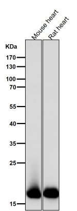 MLC2 Monoclonal Antibody FHO-13 by WB in Mouse and Rat Heart Western blot testing of mouse heart (lane 1) and rat heart (lane 2) lysates with MLC2 Monoclonal Antibody clone FHO-13 at a 1:5000 dilution. Strong bands are detected at approximately 19 kDa in both samples, consistent with the predicted molecular weight of MYL2/MLC2. The comparable target-sized signals demonstrate recognition of Myosin Light Chain 2 by this Myosin Light Chain 2 Rabbit Monoclonal in both mouse and rat cardiac tissue.