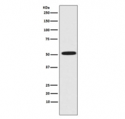 ERG Antibody HeLa WB. Western blot testing of human HeLa cell lysate with ERG antibody. Predicted molecular weight ~54 kDa.
