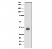 Western blot testing of human Raji cell lysate with CD20 antibody. Predicted molecular weight ~33 kDa.