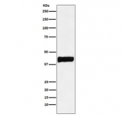 CKB Antibody SH-SY5Y Cell WB. Western blot testing of human SH-SY5Y cell lysate with CKB antibody. Predicted molecular weight ~43 kDa.
