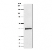 BMP2 Antibody Human HeLa Cell WB. Western blot analysis of human HeLa cell lysate using BMP2 Antibody demonstrates a prominent immunoreactive band at approximately 35-37 kDa. Although the mature BMP2 monomer is expected at approximately 13-14 kDa, Bone Morphogenetic Protein 2 (BMP2) is synthesized as a larger precursor protein that undergoes proteolytic processing and maturation. The observed molecular weight is therefore consistent with detection of precursor or partially processed BMP2 species. BMP2 is a member of the TGF-beta superfamily and functions as a key osteogenic growth factor involved in skeletal development, tissue regeneration, cellular differentiation, and morphogenetic signaling pathways.