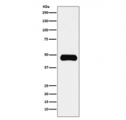 ETS1 Antibody Daudi WB. Western blot testing of human Daudi cell lysate with ETS1 antibody. Predicted molecular weight ~51 kDa.