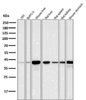 Western blot analysis of Glutamine Synthetase Antibody for WB CCH-7 in multiple cell and tissue lysates. Lane 1: 293 cells, Lane 2: BxPC-3 cells, Lane 3: mouse liver, Lane 4: rat liver, Lane 5: rat spleen, Lane 6: rat kidney, Lane 7: mouse stomach. A band is detected at approximately 42 kDa, consistent with the predicted molecular weight of Glutamate-ammonia ligase (GLUL). Strong signal is observed in liver samples, aligning with the known pericentral hepatocyte enrichment of glutamine synthetase, while lower intensity bands are present in non-hepatic tissues. The antibody was used at a 1:5,000 dilution for 1 hour at room temperature.
