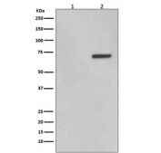 Western blot testing of lysate from human HeLa cells 1) untreated and 2) treated with Anisomycin, with phospho-ATF2 antibody (pT71). Expected molecular weight: 65-70 kDa.