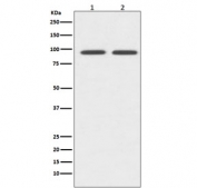 Western blot testing of 1) human Jurkat and 2) rat spleen lysate with CD19 antibody. Expected molecular weight: 60-100 kDa depending on glycosylation level.