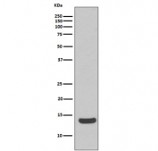 H2AFX Antibody for WB. Western blot testing of human Raji cell lysate with H2AFX antibody. Predicted molecular weight ~15 kDa.